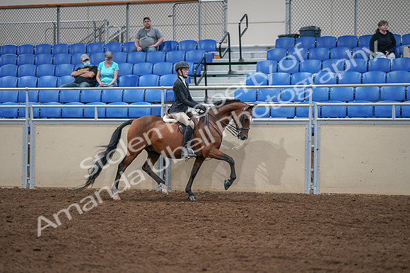 2020 - AB Morgan Horse - Fri, Sept 04 - 06125
