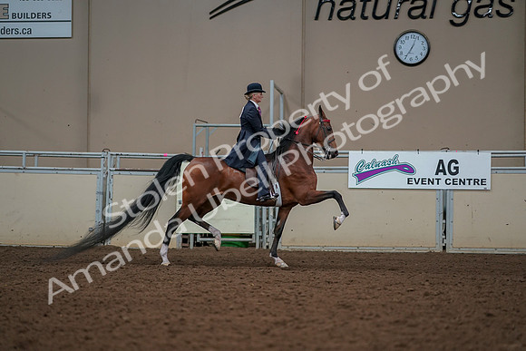 2019 Morgan Horse Show - Aug 30, 2019 - 25223