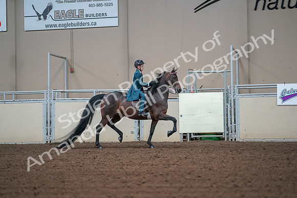 2019 Morgan Horse Show - Aug 30, 2019 - 18012