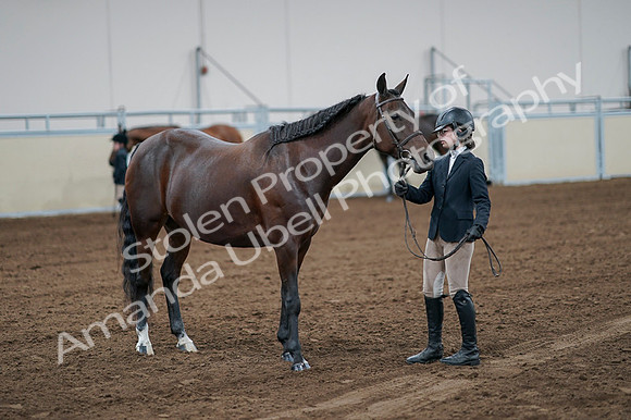 2020 - AB Morgan Horse - Fri, Sept 04 - 00796