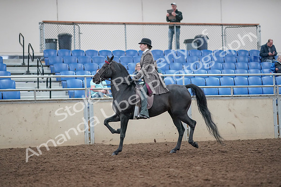2019 Morgan Horse Show - Aug 31, 2019 - 08510