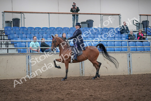 2019 Morgan Horse Show - Aug 31, 2019 - 08644