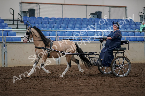 2019 Morgan Horse Show - Aug 30, 2019 - 13212