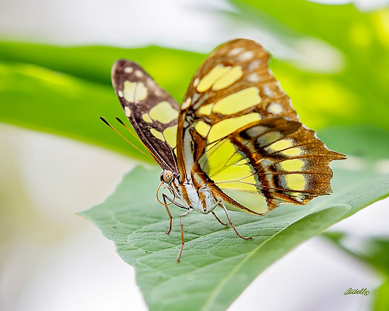 Insects - 025