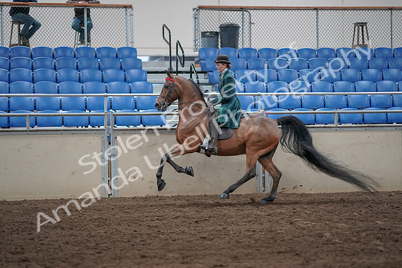 2019 Morgan Horse Show - Sept 01, 2019 - 13278