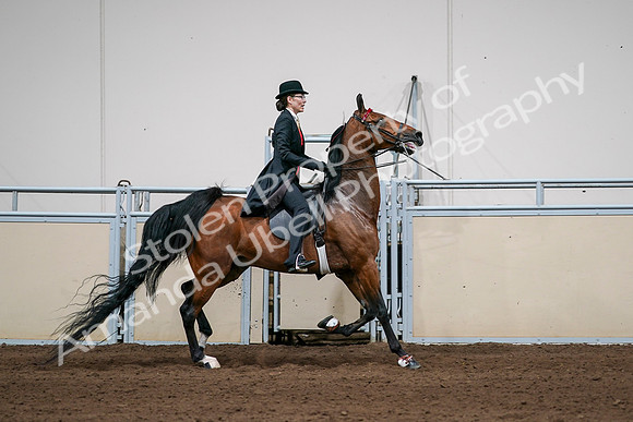 2020 - AB Morgan Horse - Sat, Sept 05 - 06843