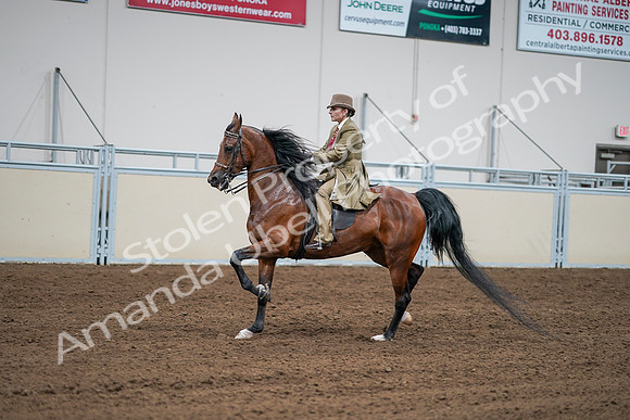 2020 - AB Morgan Horse - Sat, Sept 05 - 08093