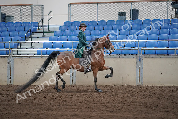 2019 Morgan Horse Show - Sept 01, 2019 - 13305