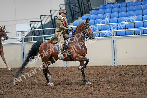 2020 - AB Morgan Horse - Sat, Sept 05 - 08242