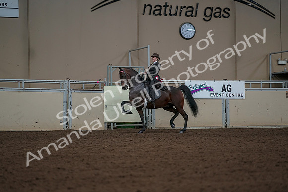 2019 Morgan Horse Show - Aug 30, 2019 - 28304
