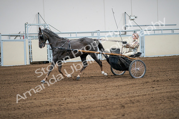 2020 - AB Morgan Horse - Sat, Sept 05 - 06016