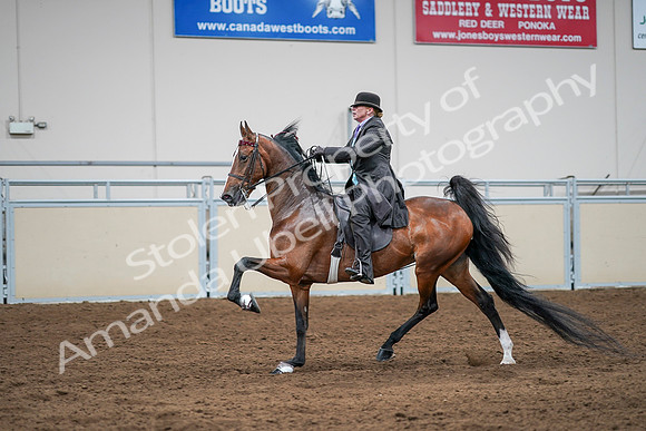 2020 - AB Morgan Horse - Sat, Sept 05 - 13187