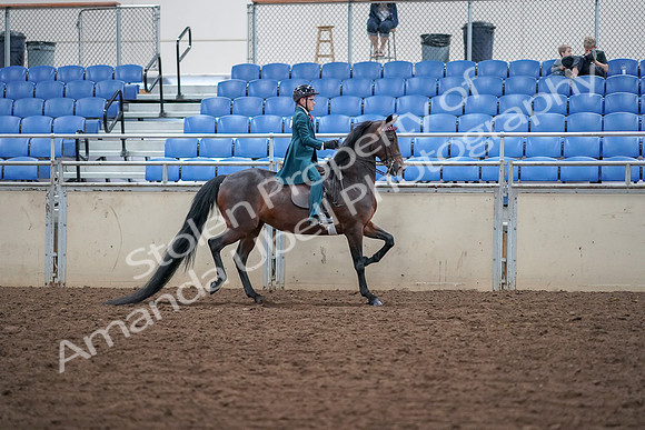 2019 Morgan Horse Show - Aug 30, 2019 - 18167