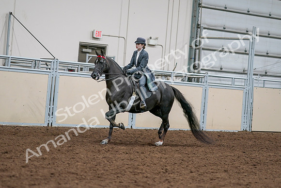 2020 - AB Morgan Horse - Sat, Sept 05 - 13629