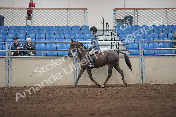 2019 Morgan Horse Show - Aug 31, 2019 - 07200