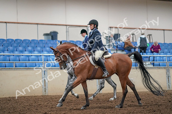 2019 Morgan Horse Show - Aug 30, 2019 - 22454