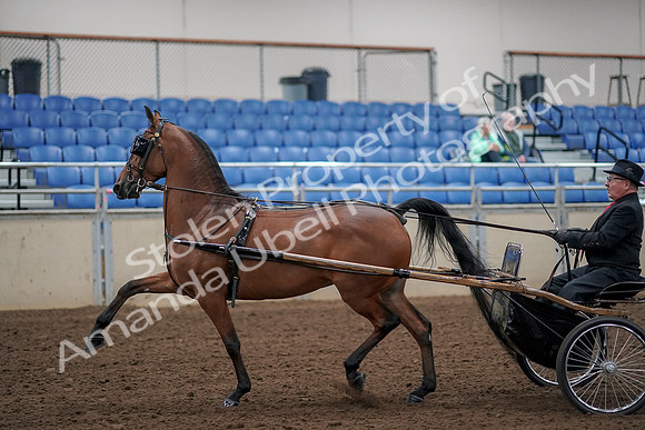 2019 Morgan Horse Show - Aug 30, 2019 - 13043