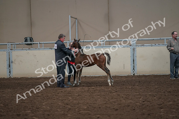 2019 Morgan Horse Show - Aug 31, 2019 - 00484
