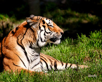 Big Cats - 006