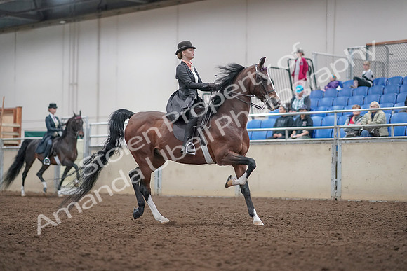2019 Morgan Horse Show - Aug 31, 2019 - 08901