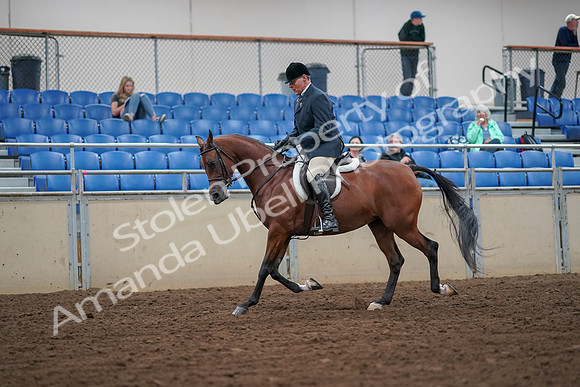 2019 Morgan Horse Show - Aug 30, 2019 - 16285