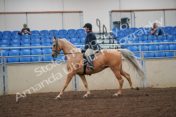 2019 Morgan Horse Show - Aug 30, 2019 - 16326