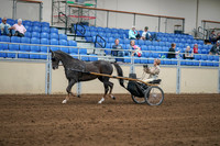 2020 - AB Morgan Horse - Sat, Sept 05 - 05846