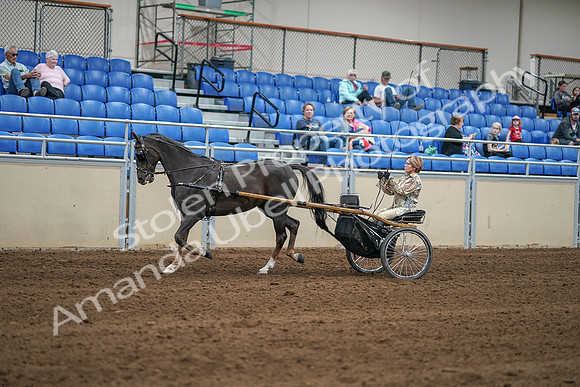 2020 - AB Morgan Horse - Sat, Sept 05 - 05846