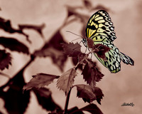 Insects - 002