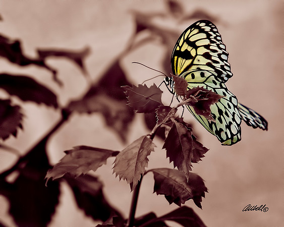 Insects - 002