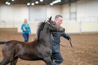2020 - AB Morgan Horse - Sat, Sept 05 - 00457