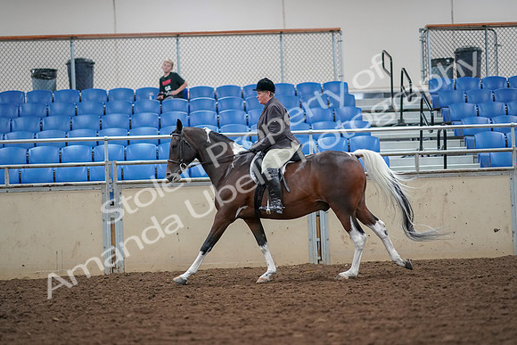 2019 Morgan Horse Show - Aug 30, 2019 - 16348