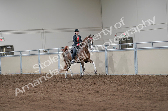 2020 - AB Morgan Horse - Fri, Sept 04 - 09836