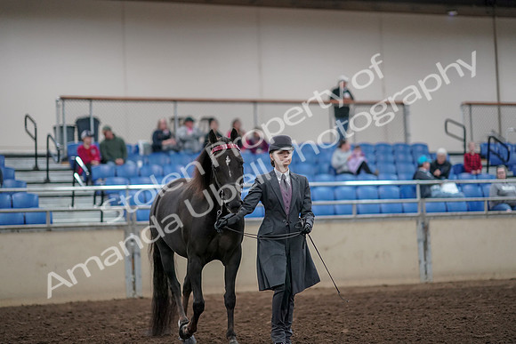 2019 Morgan Horse Show - Aug 31, 2019 - 01979