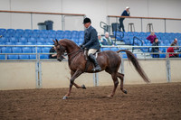2019 Morgan Horse Show - Aug 30, 2019 - 17244