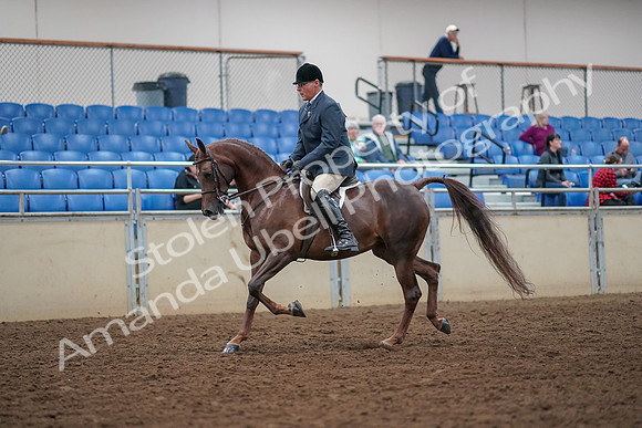 2019 Morgan Horse Show - Aug 30, 2019 - 17244