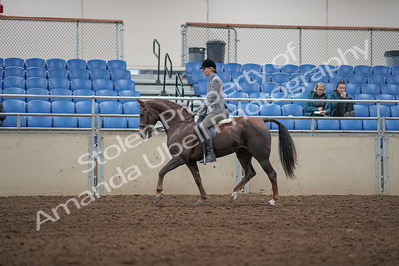 2019 Morgan Horse Show - Aug 31, 2019 - 07259