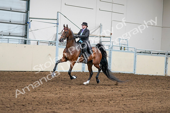 2020 - AB Morgan Horse - Sat, Sept 05 - 12967
