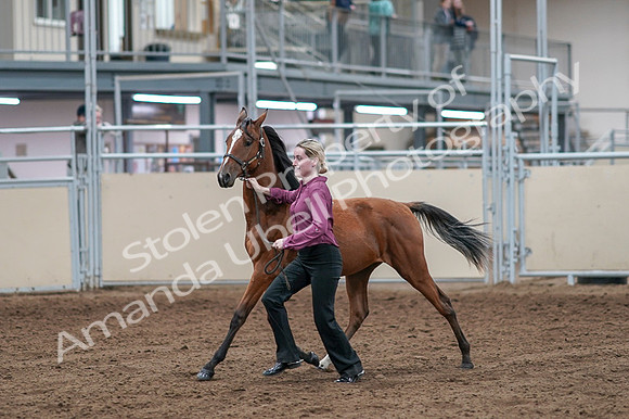 2020 - AB Morgan Horse - Fri, Sept 04 - 07594