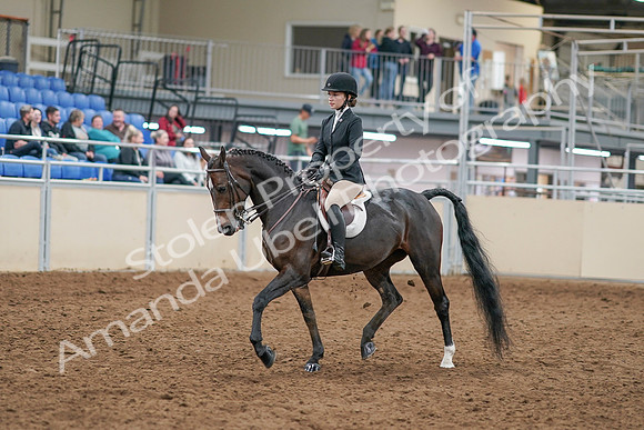 2020 - AB Morgan Horse - Sat, Sept 05 - 14270