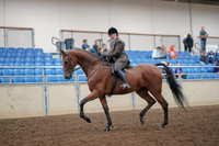 2019 Morgan Horse Show - Aug 30, 2019 - 29203