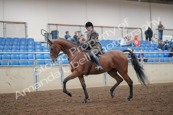 2019 Morgan Horse Show - Aug 30, 2019 - 29203