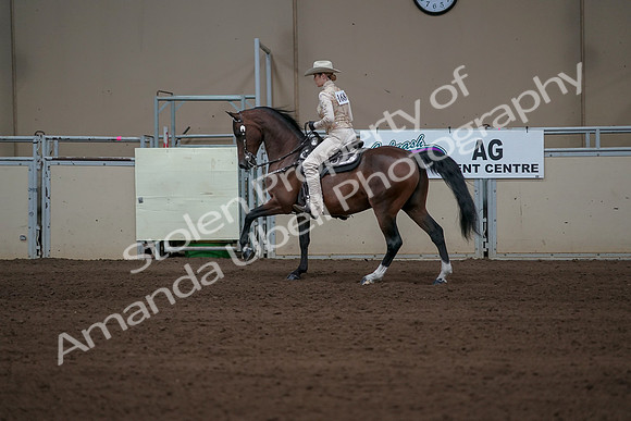2019 Morgan Horse Show - Sept 01, 2019 - 06973