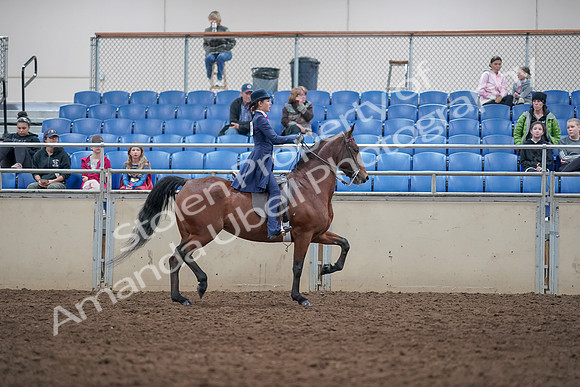 2019 Morgan Horse Show - Aug 31, 2019 - 09586