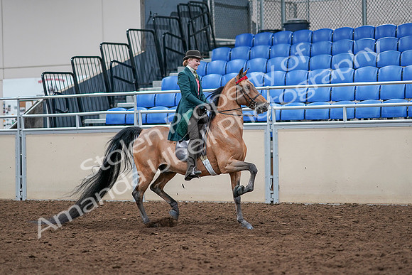 2020 - AB Morgan Horse - Sat, Sept 05 - 13871