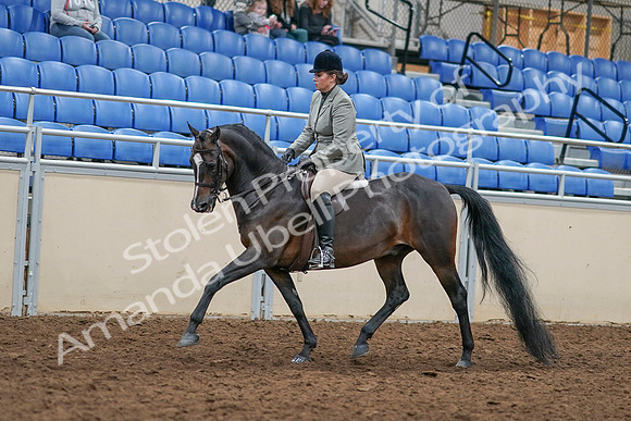 2020 - AB Morgan Horse - Sat, Sept 05 - 14316