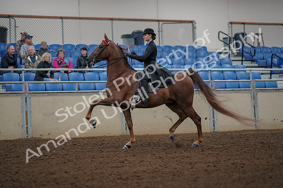 2019 Morgan Horse Show - Aug 30, 2019 - 25127