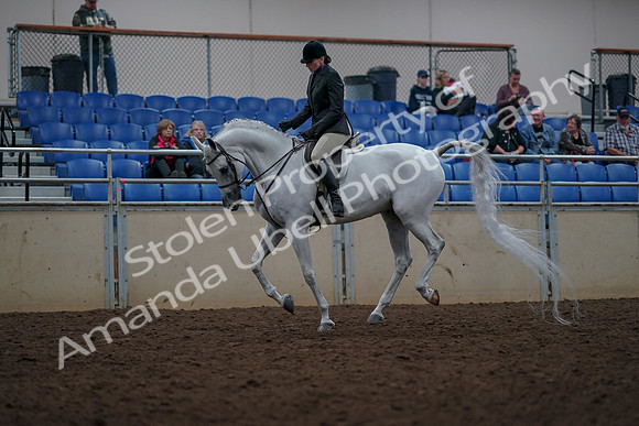 2019 Morgan Horse Show - Aug 31, 2019 - 16059