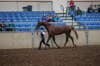 2019 Morgan Horse Show - Aug 31, 2019 - 02592