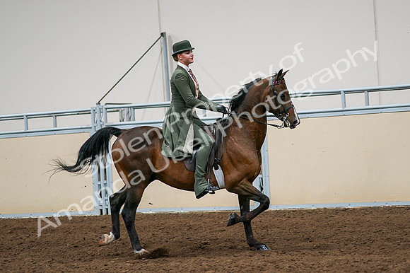 2020 - AB Morgan Horse - Fri, Sept 04 - 03363